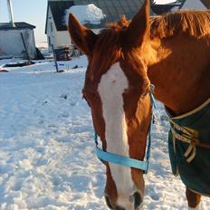 Dansk Varmblod Racing Star