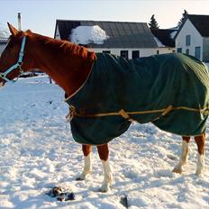 Dansk Varmblod Racing Star