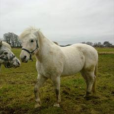 Anden særlig race Hannibal - Himmelhest