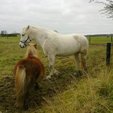 Anden særlig race Hannibal - Himmelhest