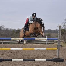 Anden særlig race SCT. Hans Solgt savnet <3