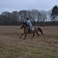 Anden særlig race SCT. Hans Solgt savnet <3