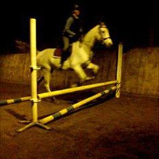 Arabisk fuldblod (OX) IS Anushka OX