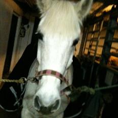 Anden særlig race Amidas