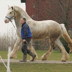Shire Shiregårdens Gimli