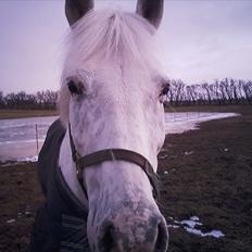Knabstrupper Zeba ;D