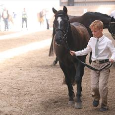 New Forest Lundemarksg. Vild Kamille