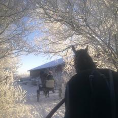 Traver Kostonia Hedebo