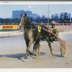 Traver Kostonia Hedebo