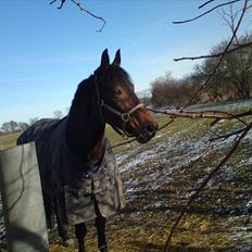 Anden særlig race Liva the Diva *R.I.P.*