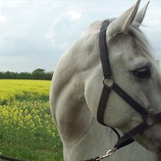 Anden særlig race Bolero (opsagt)