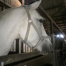 Anden særlig race Bolero (opsagt)