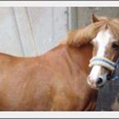 New Forest Super Mulle