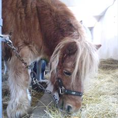 Shetlænder Gunhilda af Boest-Nørrega