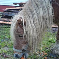 Shetlænder Gunhilda af Boest-Nørrega