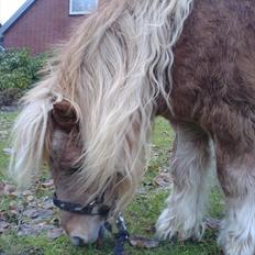 Shetlænder Gunhilda af Boest-Nørrega