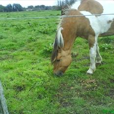 Anden særlig race mombassa *rideskole hest*