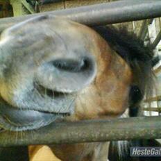 Anden særlig race mombassa *rideskole hest*