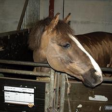 Anden særlig race cosmo de lux <3<3<3<3<3