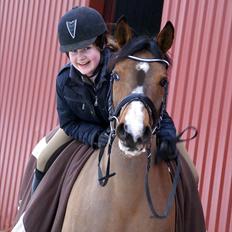 Anden særlig race Chico gamlelånepony.SOLGT