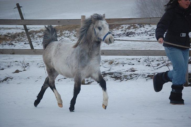 Welsh Mountain (sec A) Chopins Matine billede 4