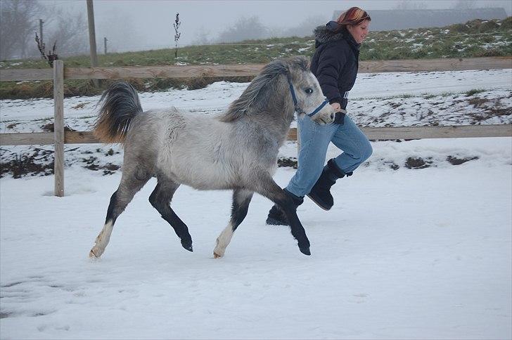 Welsh Mountain (sec A) Chopins Matine billede 5