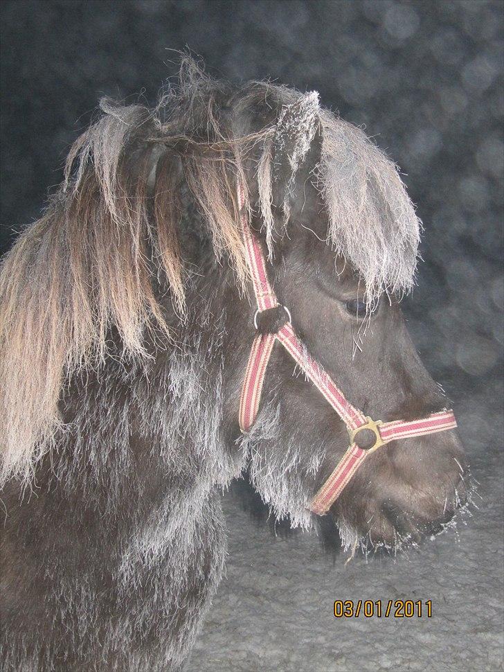 Islænder Kvika billede 1