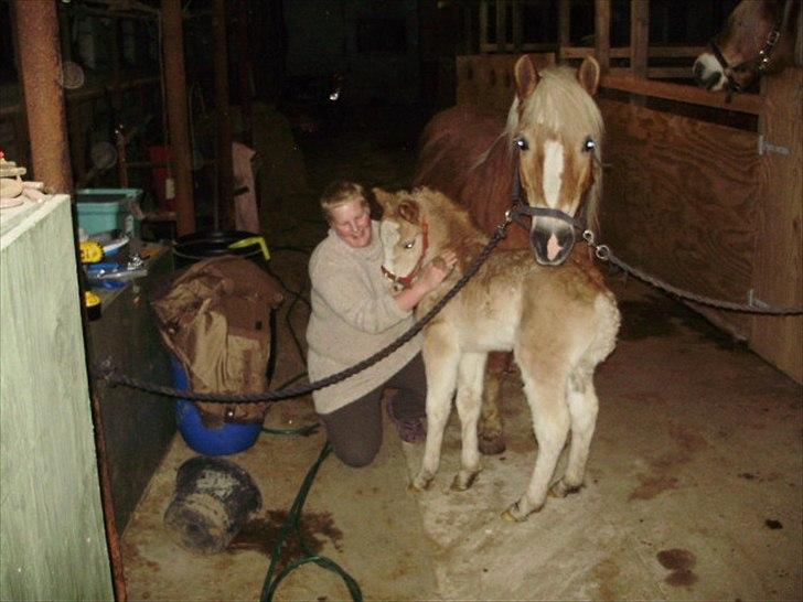 Haflinger Firefly Lindegaard solgt billede 10
