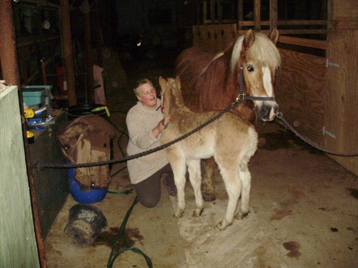 Haflinger Firefly Lindegaard solgt billede 11
