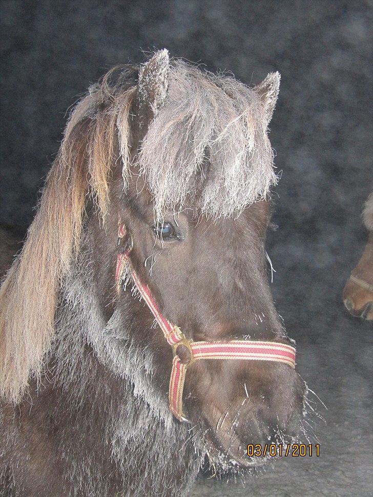 Islænder Kvika billede 2