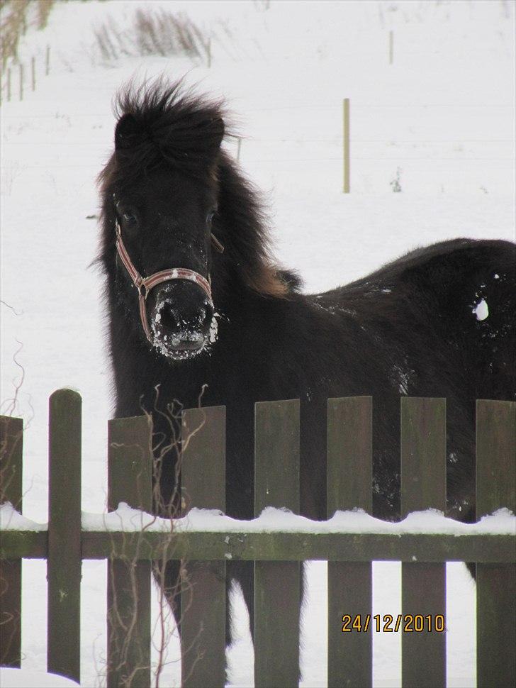 Islænder Kvika billede 4