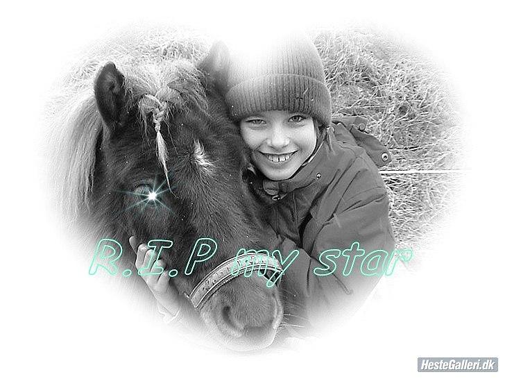 Shetlænder Sigurd billede 15