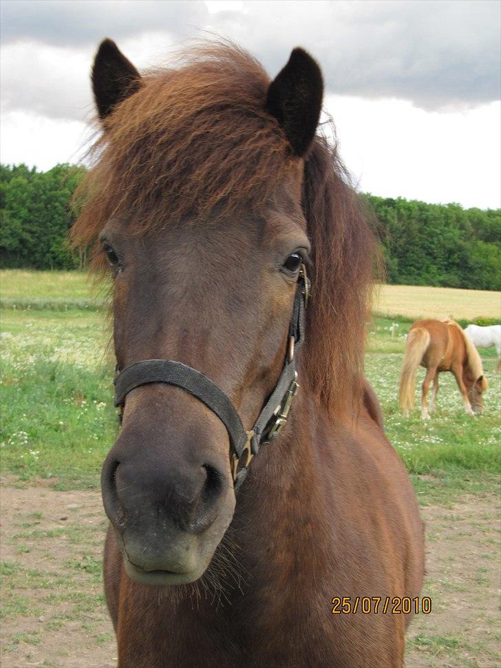 Islænder Kvika billede 5