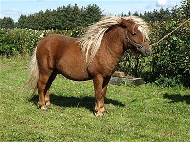Shetlænder Sandgaardens Timothy - flere billeder kommer snart billede 1