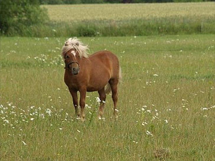 Shetlænder Sandgaardens Timothy billede 2
