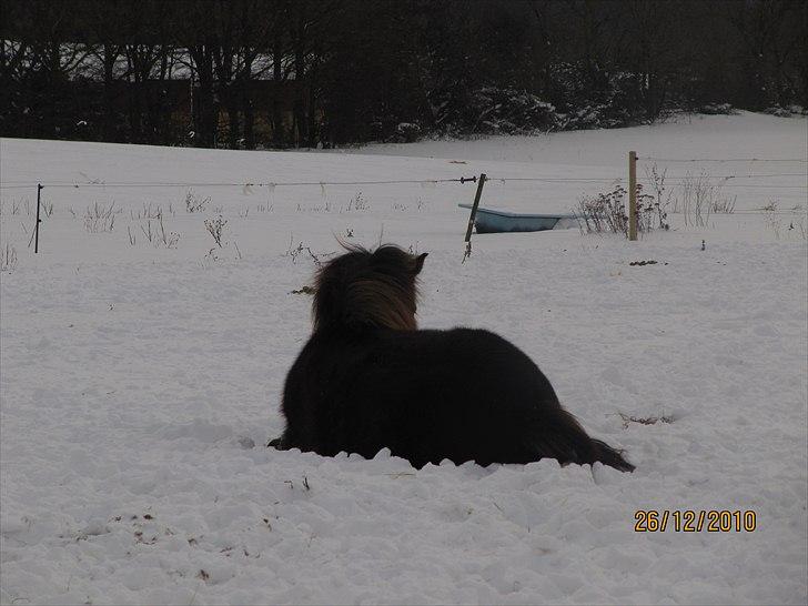 Islænder Kvika billede 6