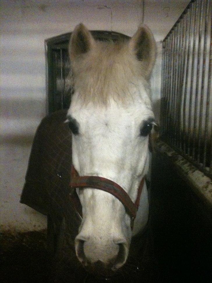 Anden særlig race Movie-Star billede 1