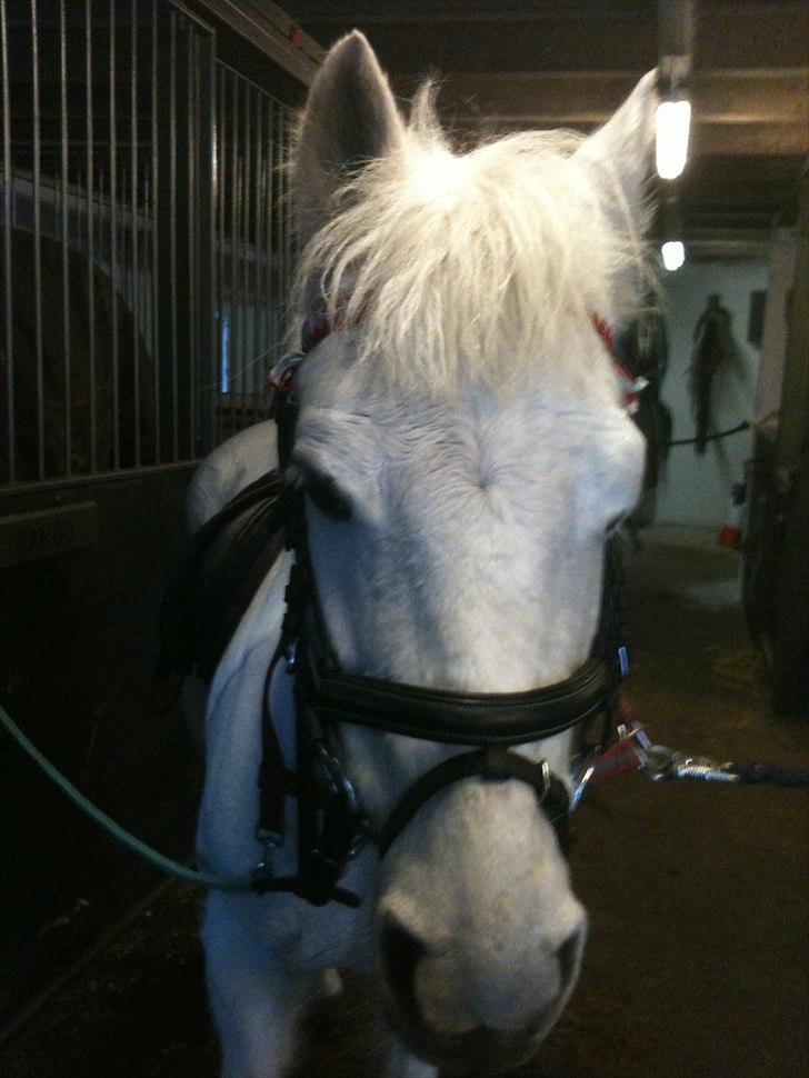 Anden særlig race Movie-Star billede 4