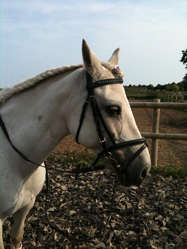 Anden særlig race Movie-Star billede 5