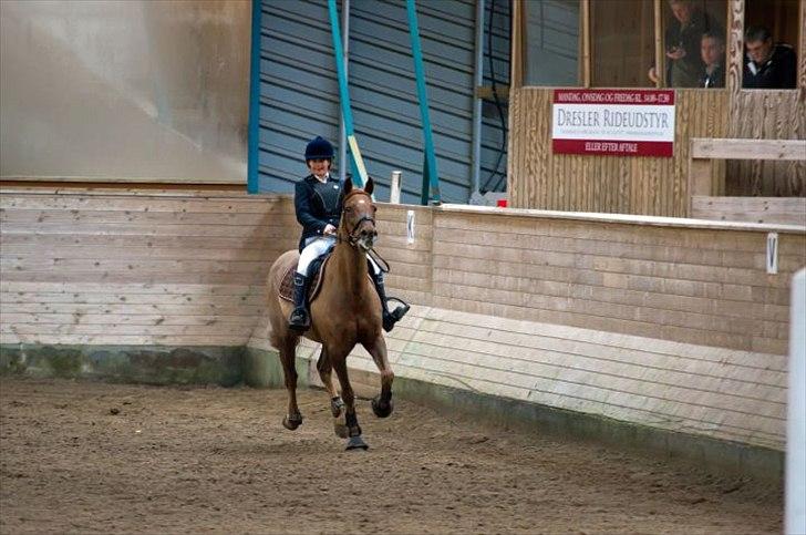 Tysk Sportspony Vario Van De Mispelaere<3 *B-pony* - Så giver vi den gas ;) Sønderborg rideklub U-Lb  0 fejl ;D

Billed: 12  billede 9