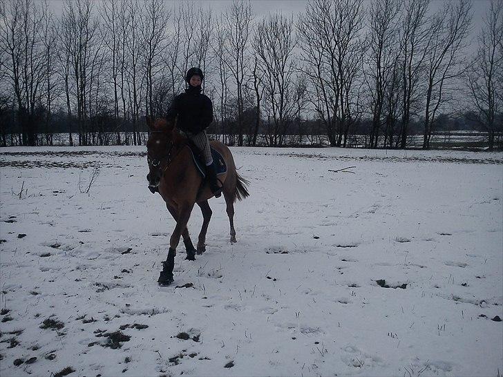 Tysk Sportspony Vario Van De Mispelaere<3 *B-pony* - Mig og Vario i sneen ;D<3333

Billed:18 billede 13