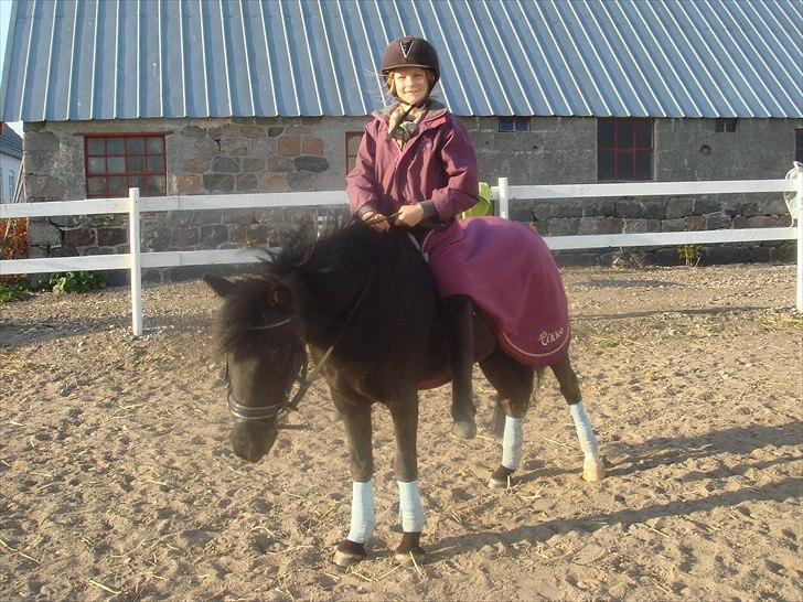 New Forest "Mr. black"****** - Han er super sød, alle steder. billede 1