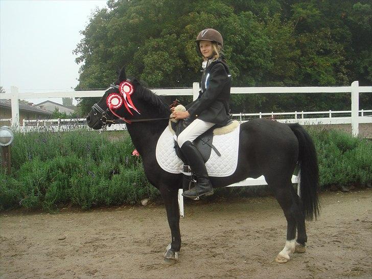 New Forest "Mr. black"****** - kan være meget afslapet men nem at ride billede 2