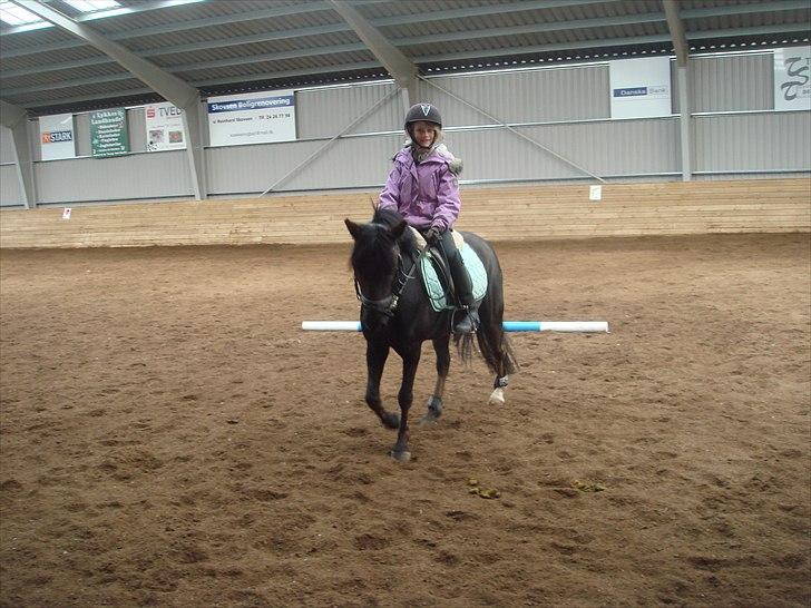 New Forest "Mr. black"****** - træner meget springer alt  billede 3