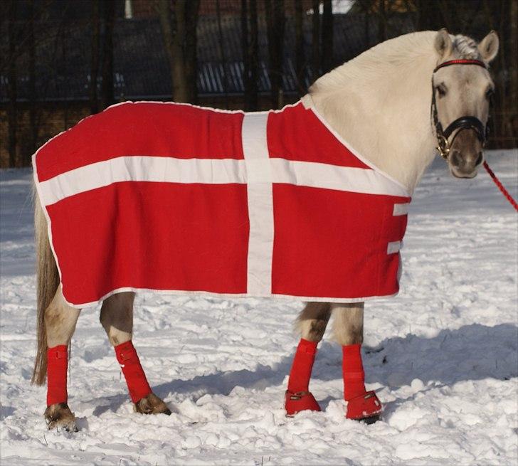 Fjordhest | Møllebjergs Bambine  - foto: Maya m. mit kamera billede 12