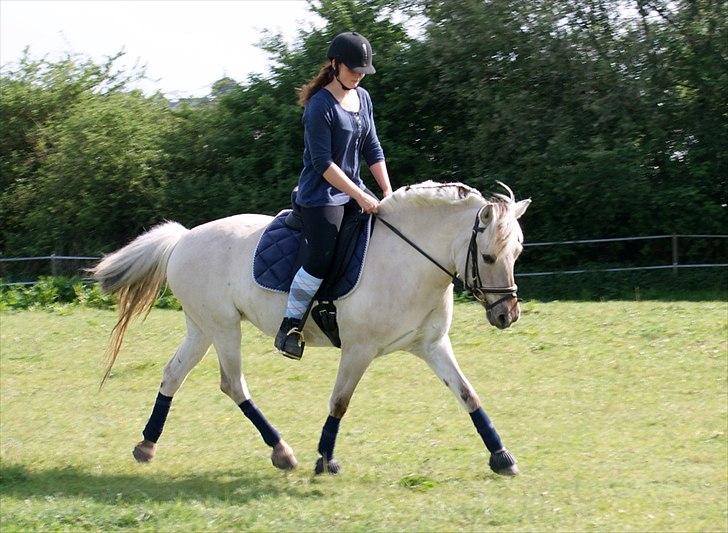 Fjordhest | Møllebjergs Bambine  - foto: Freja m. mit kamera LÆKKER PONY <3 billede 14