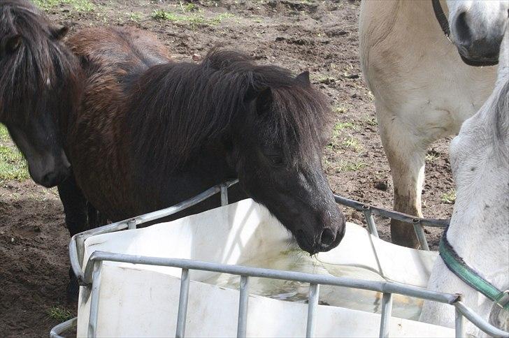 Shetlænder SACHA (SOLGT) - Prinsessen drikker vand (19/5 - 2011) billede 1