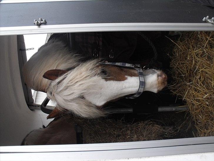 Haflinger Alladin Hestbjerggaard <3 - Alladin i trailer<3 :D billede 16