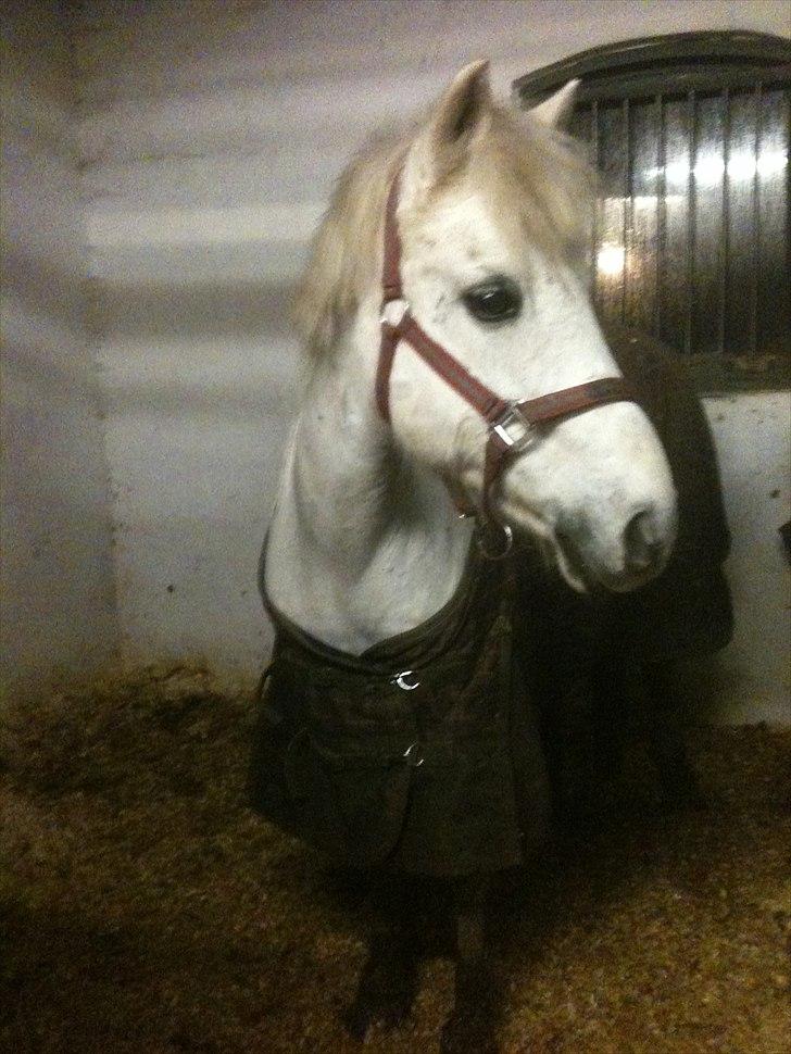 Anden særlig race Movie-Star billede 6