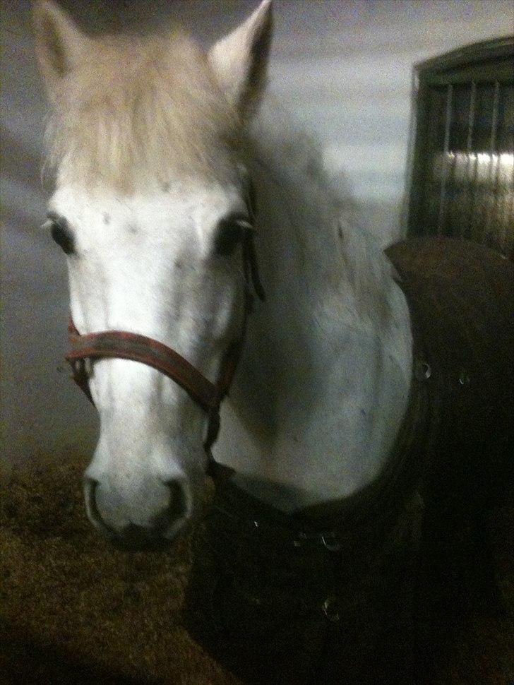 Anden særlig race Movie-Star billede 7